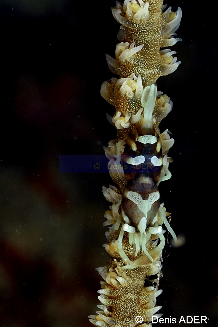 Dasycaris zanzibarica-Wakatobi Pasar wajo Beach-21m-20180602-Denis-ADER-DSC_3193_tn.jpg